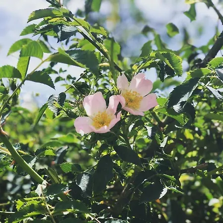 Aurinko : Caravane Avec Bain Nordique Maison d'hôtes