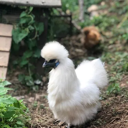 Aurinko : Caravane Avec Bain Nordique 3*