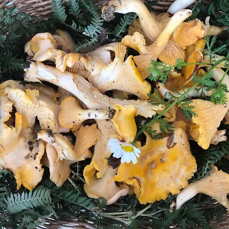 ゲストハウス Aurinko : Caravane Avec Bain Nordique 3*