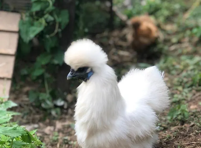 Aurinko : Caravane Avec Bain Nordique 3*