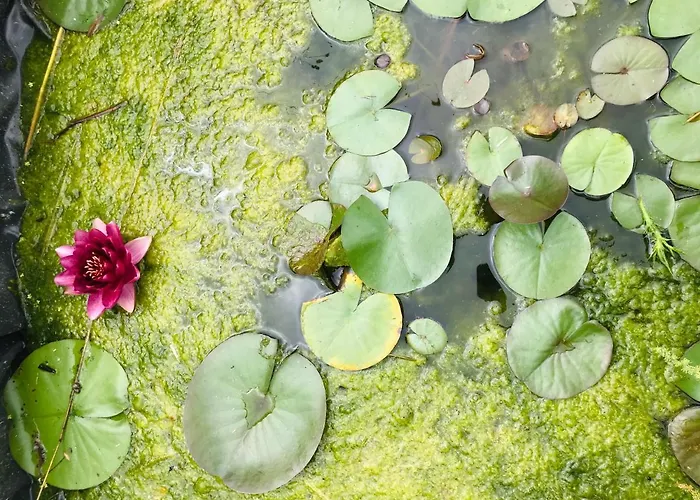 Aurinko : Caravane Avec Bain Nordique Casa de hóspedes 3*
