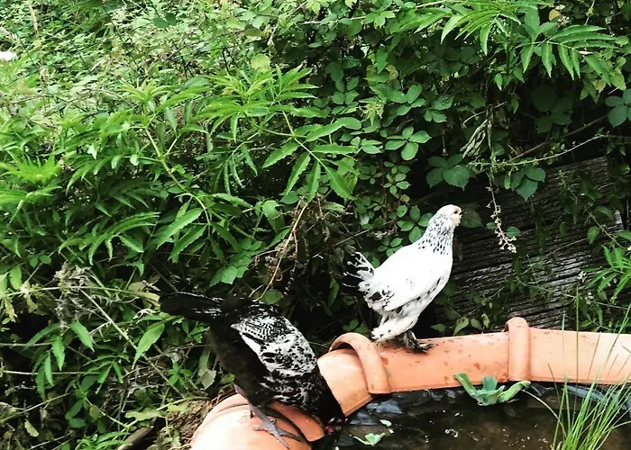 Gasthuis Aurinko : Caravane Avec Bain Nordique Roquefort-Les-Cascades